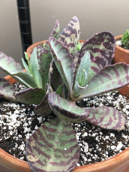 Kalanchoe Humilis