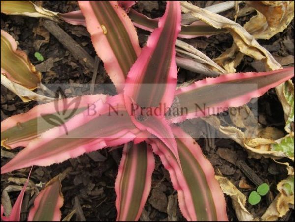 Cryptanthus Bivittatus 'Pink Starlite'