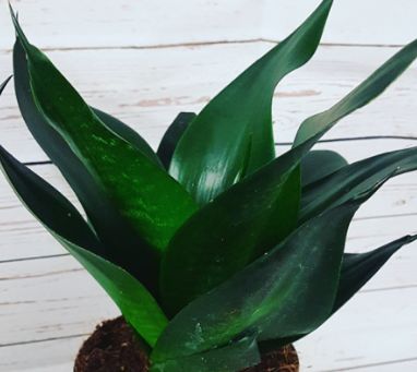 Sanseveria Black Dragon