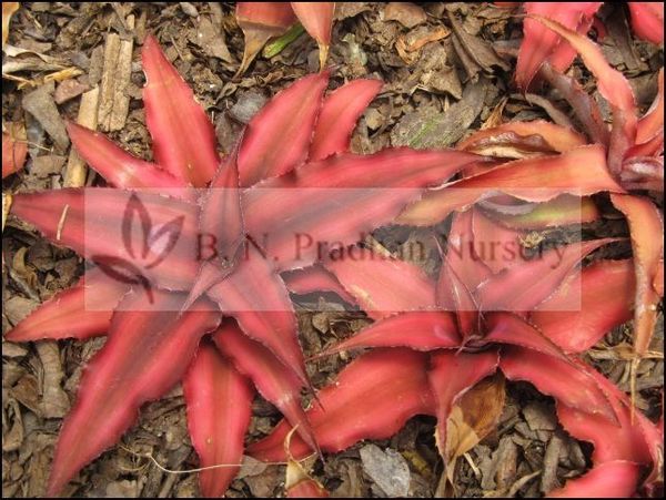 Cryptanthus Bivittatus 'Red Star'