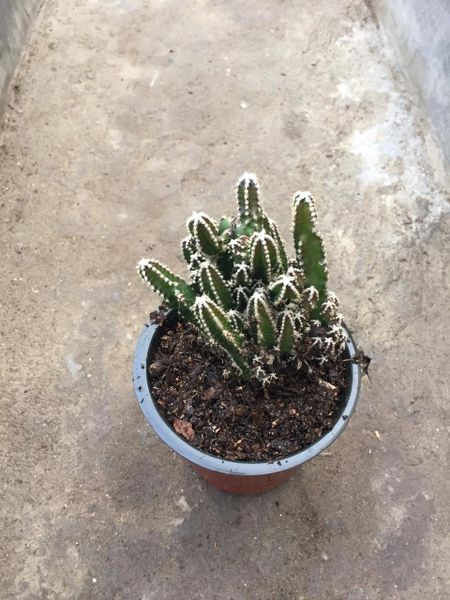 'New' Acanthocereus Tetragonus 'Fairy Castle'