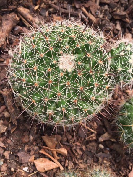 Mammillaria Zeilmanniana