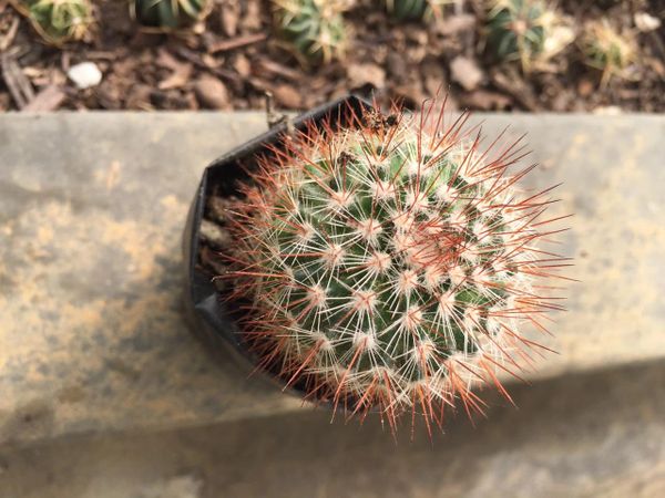 Mammillaria Spinosissima Rubra