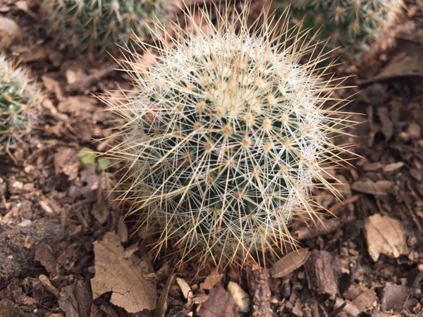 Mammillaria Celsiana