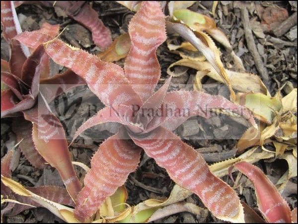 Cryptanthus Fosterianus Elaine