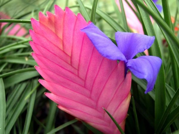 Tillandsia Cyanea