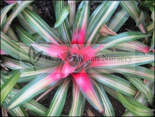 Neoregelia Carolinae 'Tricolor'