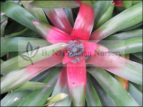 Neoregelia Carolinae 'Bicolor'