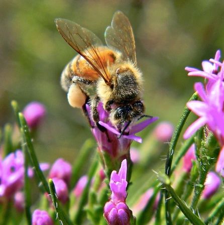 1237 original - Liatris spicata - Blazing Star