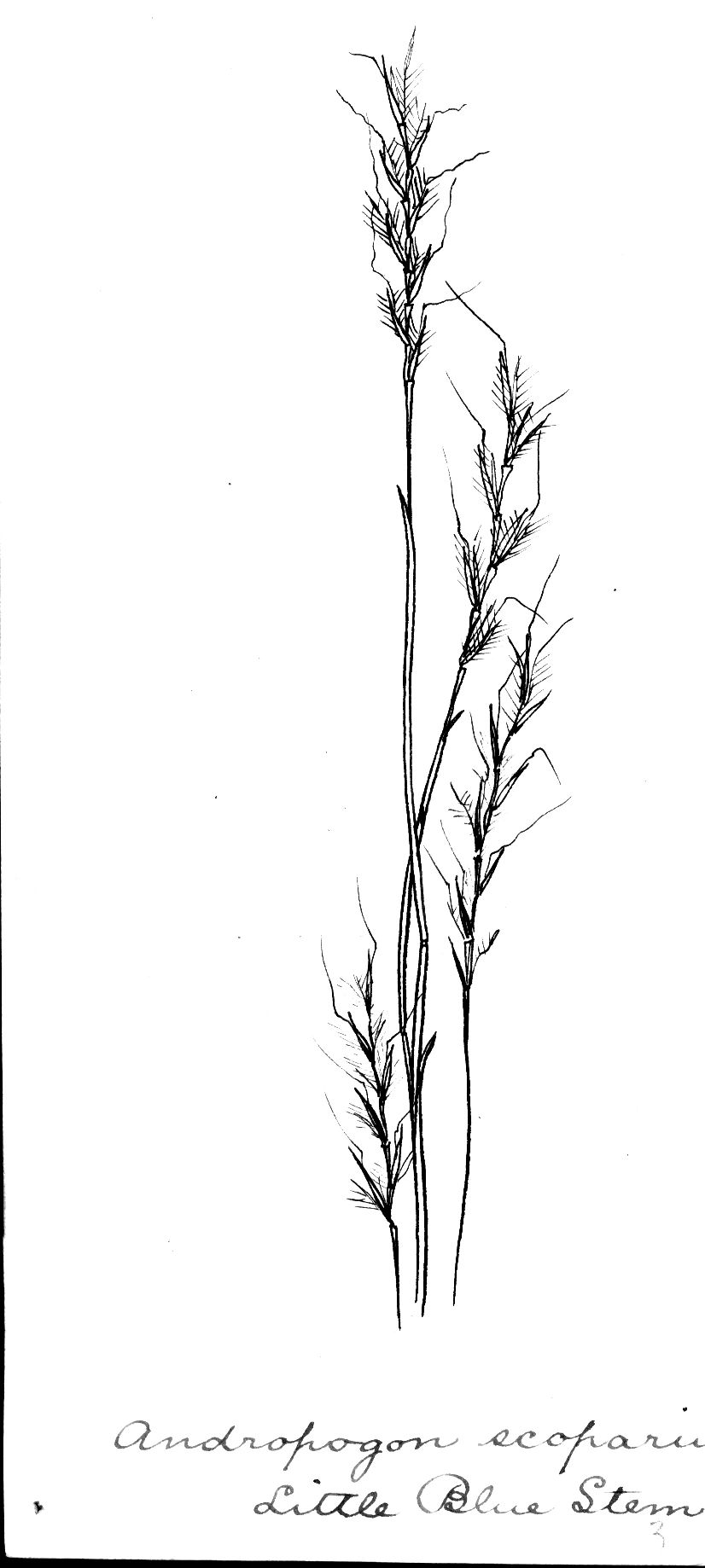 1250 original - Andropogon scoparium (Schizachyrium scoparium) - Little Bluestem