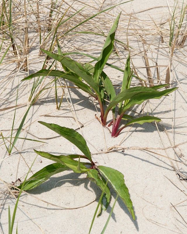 1253 original - Solidago sempervirens - Seaside Goldenrod