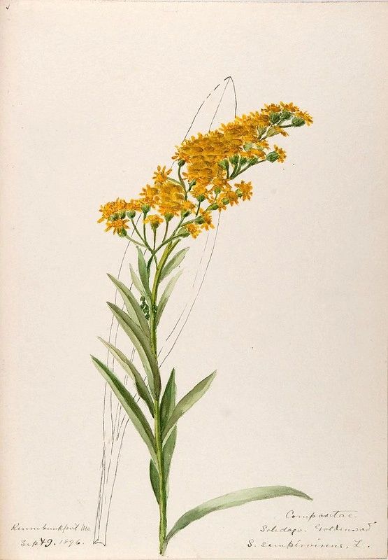 1254 original - Solidago sempervirens - Seaside Goldenrod