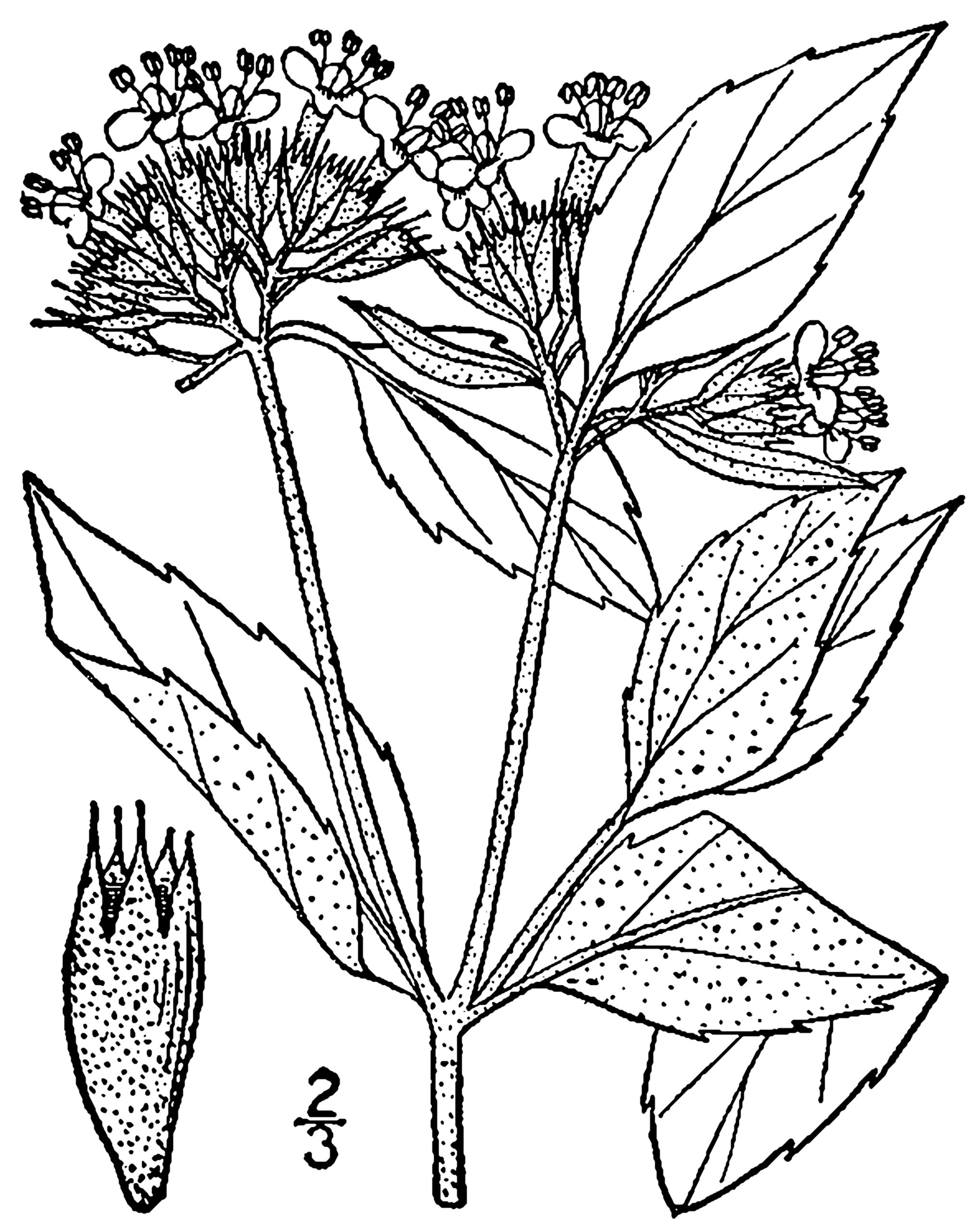 1259 original - Pycnanthemum incanum - Hoary Mountainmint