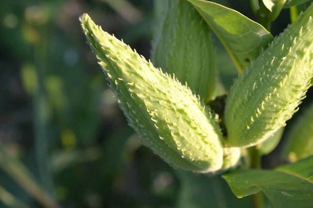 1270 original - Asclepias syriaca - Common Milkweed