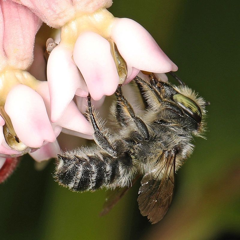 1271 original - Asclepias syriaca - Common Milkweed