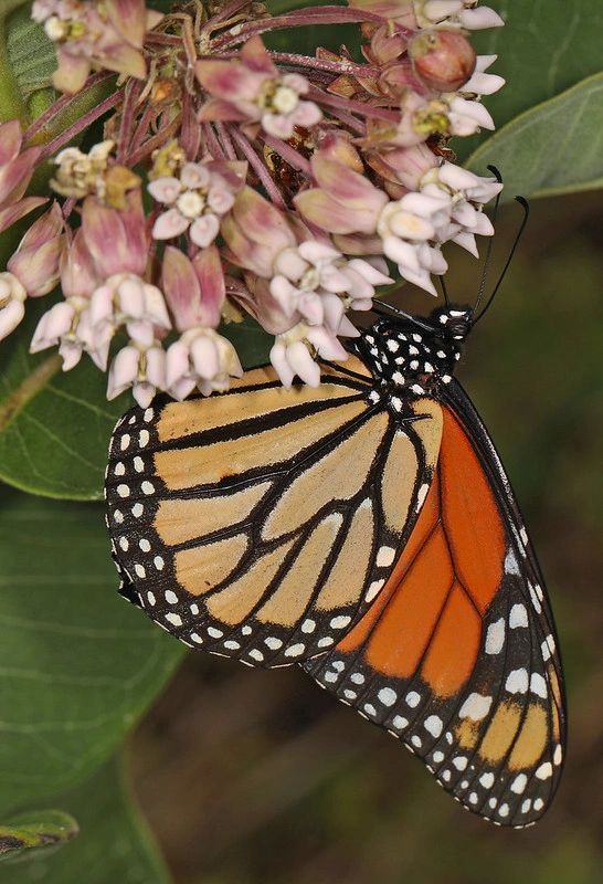 1272 original - Asclepias syriaca - Common Milkweed