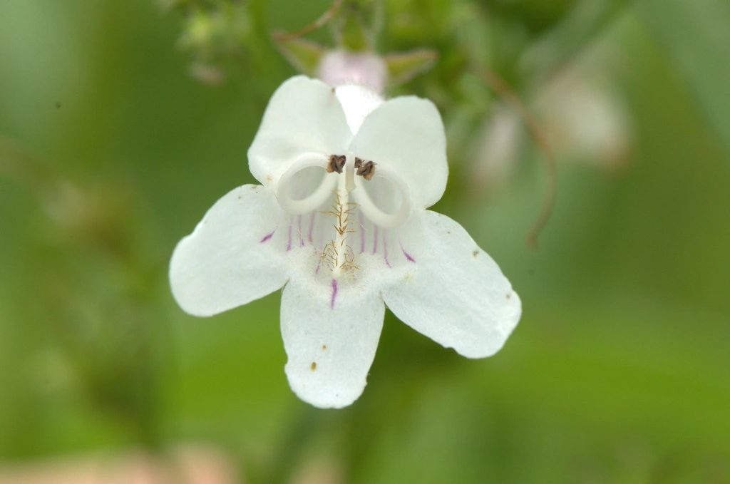 1274 original - Penstemon digitalis – Foxglove Beardtongue