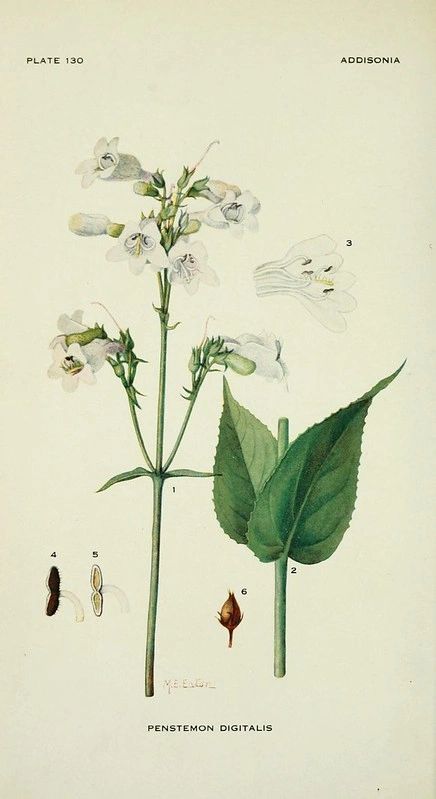 1276 original - Penstemon digitalis – Foxglove Beardtongue