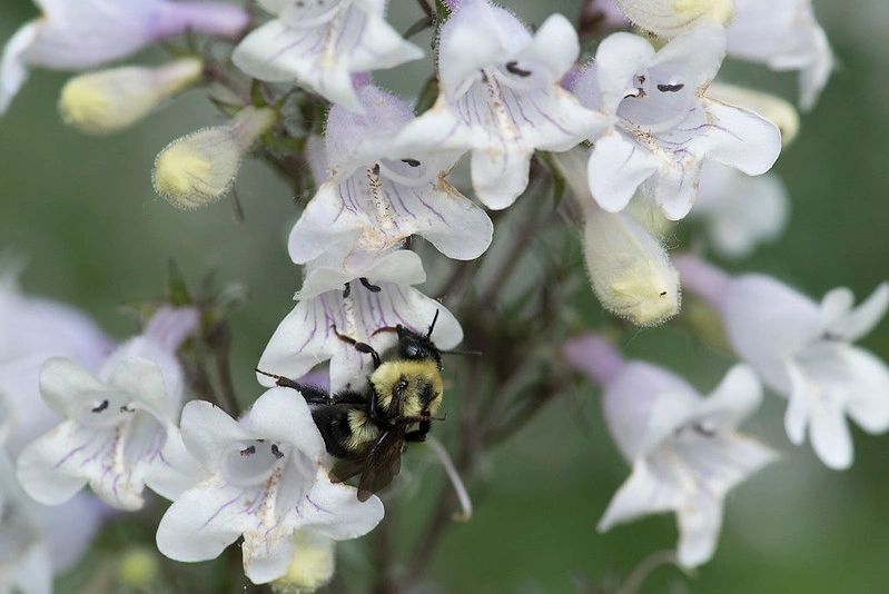 1277 original - Penstemon digitalis – Foxglove Beardtongue