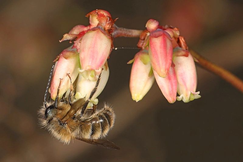 1338 original - Vaccinium corymbosum - Northern Highbush Blueberry