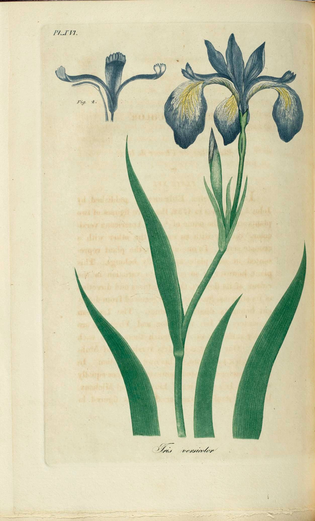 1344 original - Iris veriscolor - Blueflag Iris