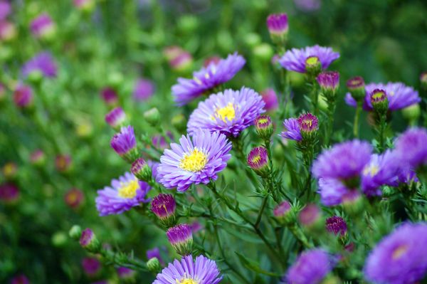 Aster novi-belgii - New York Aster | Bumbee's Plants - Live Plants ...