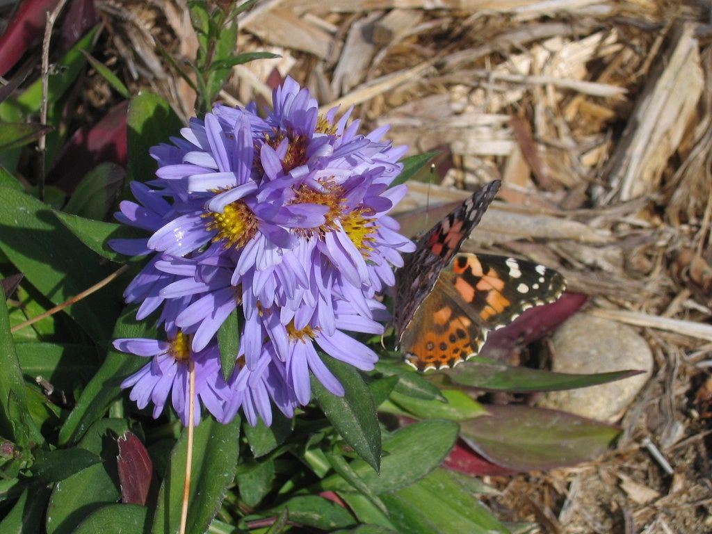 1353 original - Aster novi-belgii - New York Aster