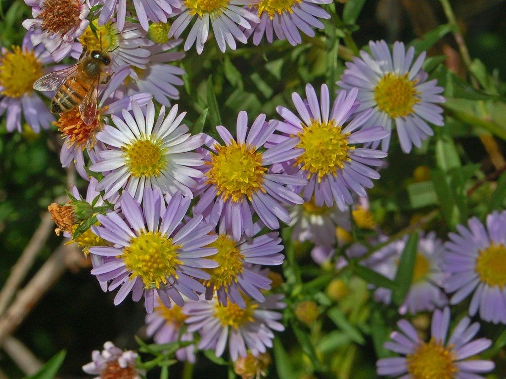 1355 original - Aster novi-belgii - New York Aster