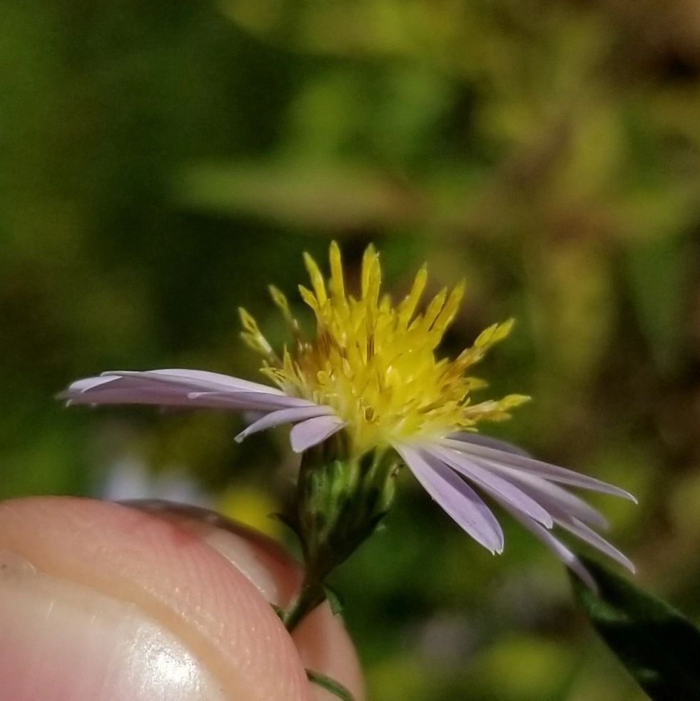 1356 original - Aster novi-belgii - New York Aster