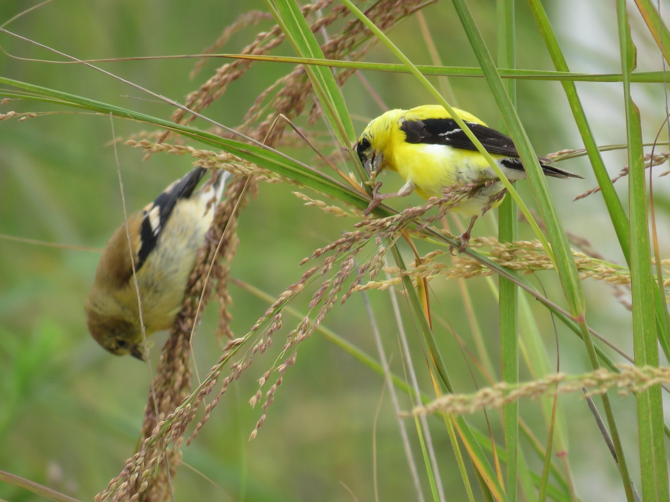 1367 original - Panicum amarum - Bitter Panic Grass