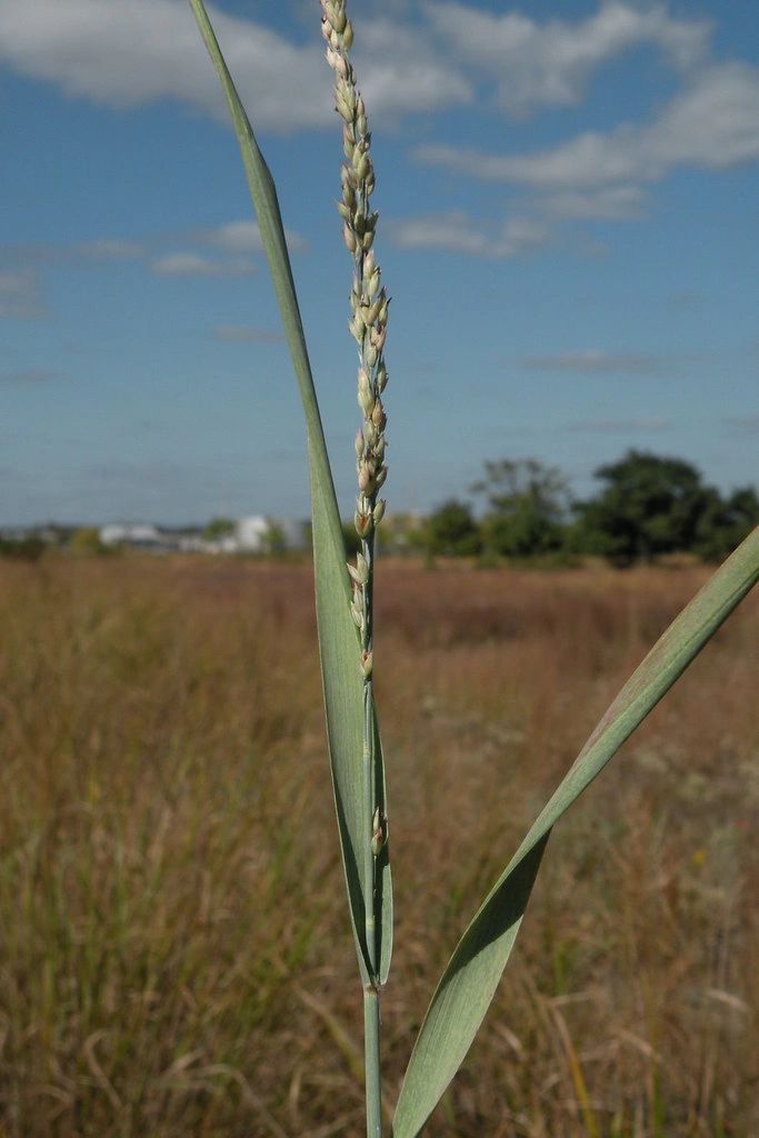 1368 original - Panicum amarum - Bitter Panic Grass