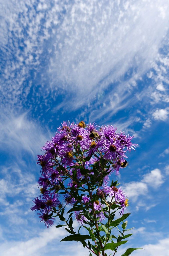 1383 original - Aster novae-angliae (Symphyotrichum novae-angliae) - New England Aster