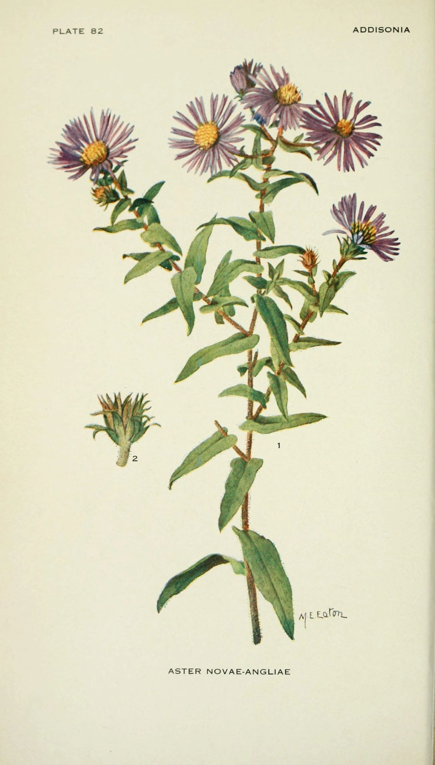 1385 original - Aster novae-angliae (Symphyotrichum novae-angliae) - New England Aster