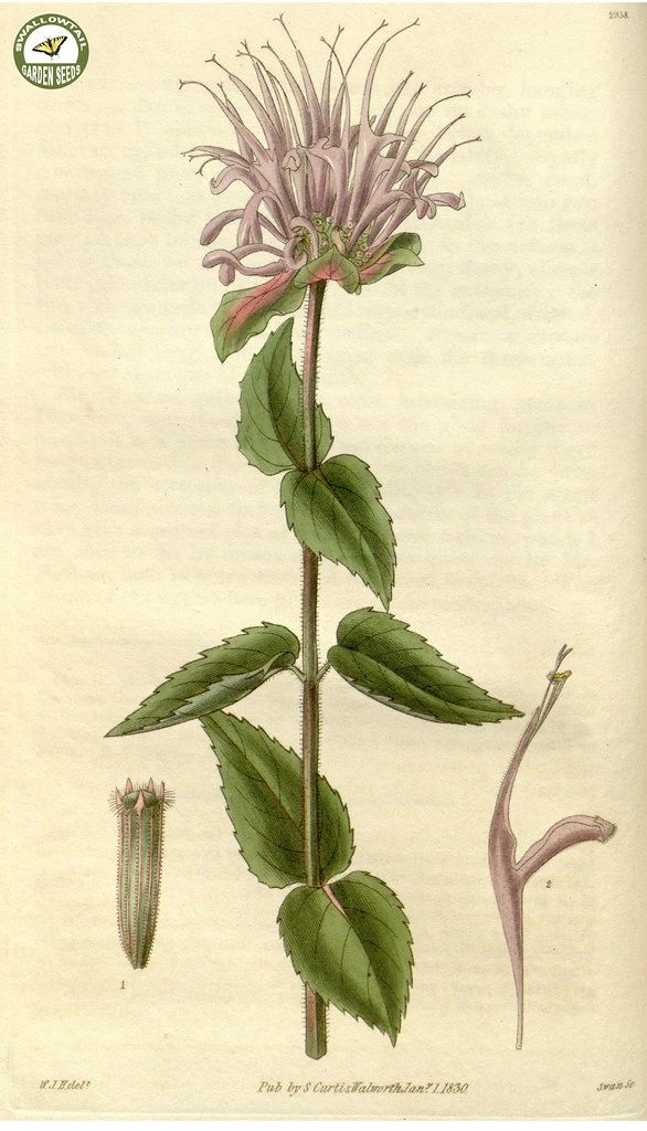 1392 original - Monarda fistulosa - Wild Bergamot