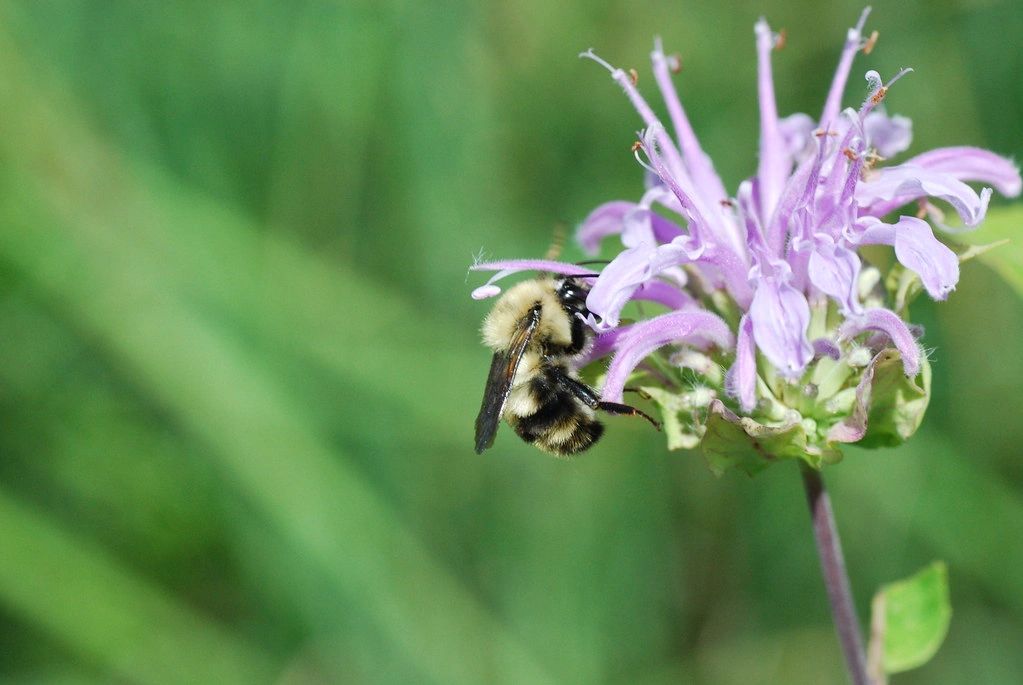 1393 original - Monarda fistulosa - Wild Bergamot