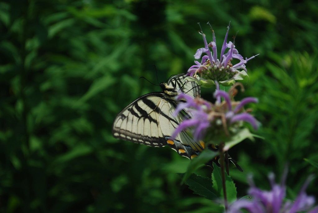 1396 original - Monarda fistulosa - Wild Bergamot