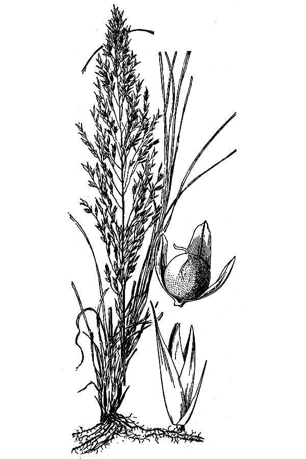 1424 original - Sporobolus heterolepis - Prairie Dropseed