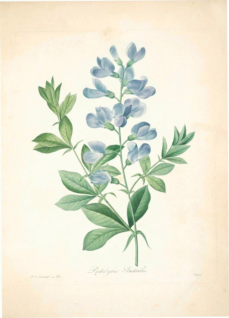 1427 original - Baptisia australis - Blue False Indigo