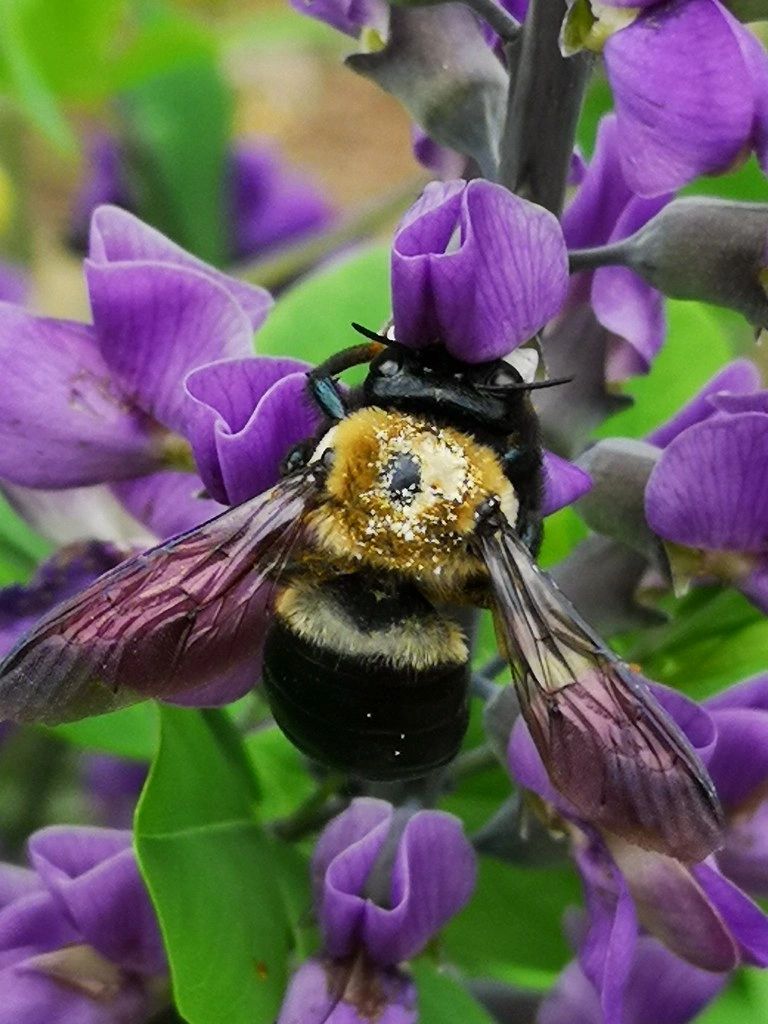 1431 original - Baptisia australis - Blue False Indigo