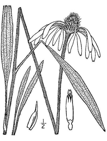 1441 original - Echinacea pallida - Pale Purple Coneflower