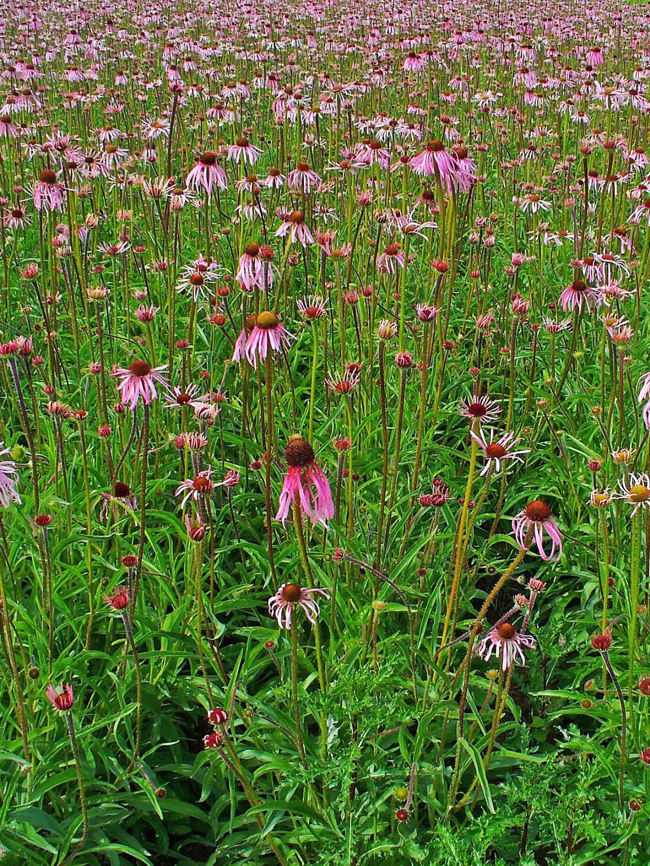 1442 original - Echinacea pallida - Pale Purple Coneflower