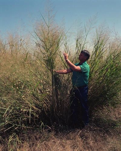 1456 original - Panicum virgatum - Switchgrass