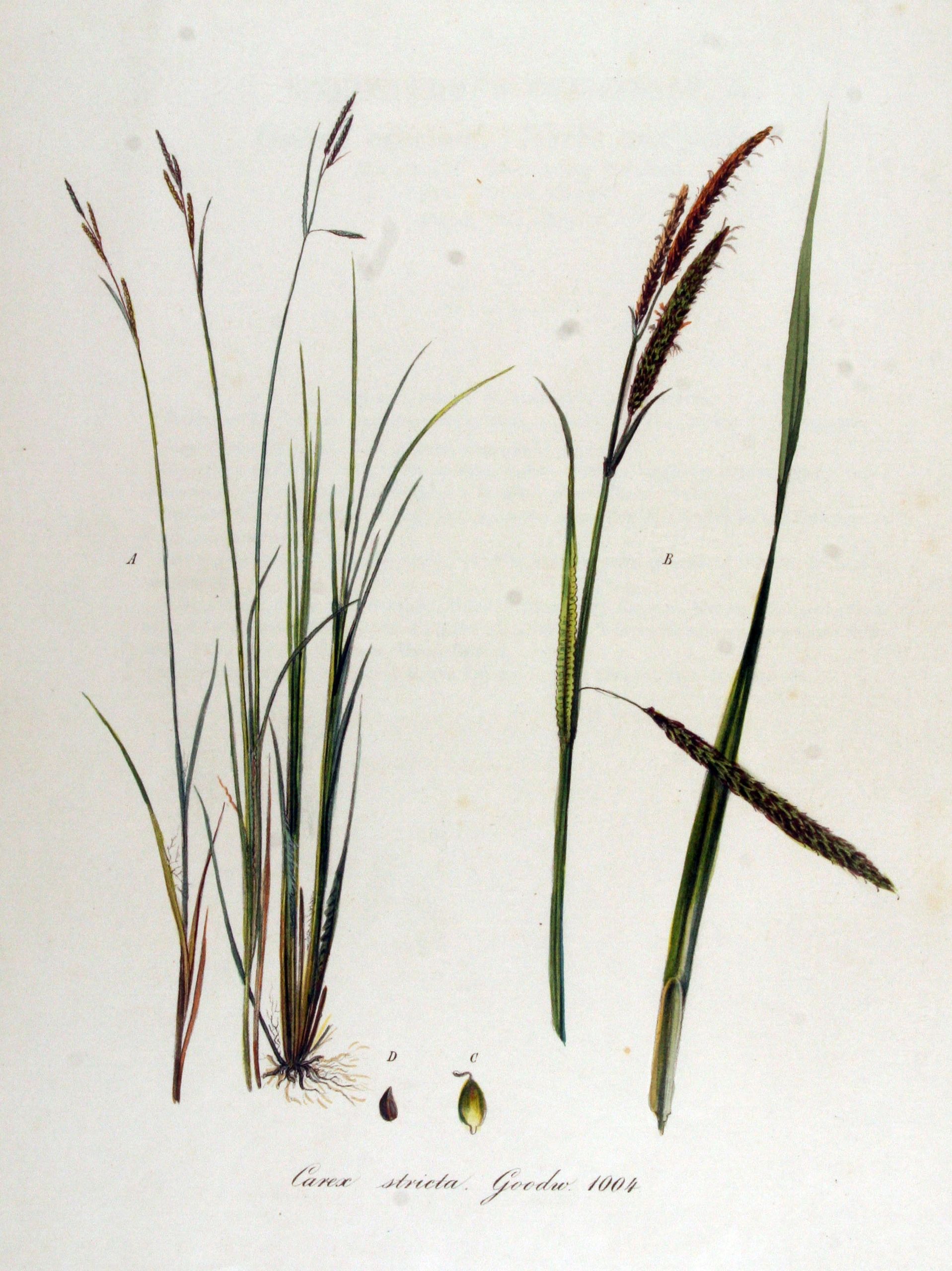 1470 original - Carex stricta - Tussock Sedge