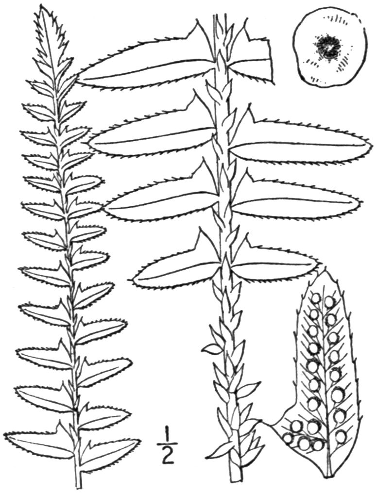 1473 original - Polystichum arcostichoides - Christmas Fern