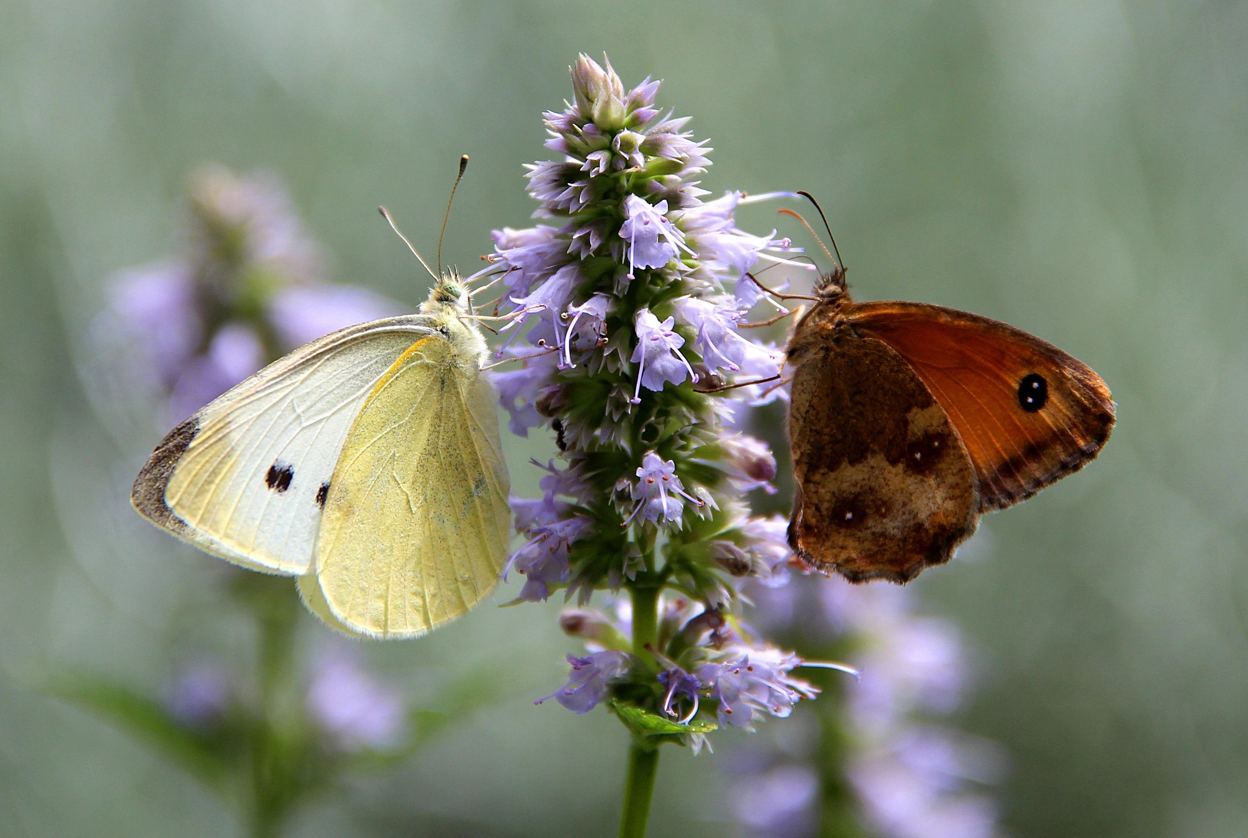 1481 original - Agastache foeniculum - Anise hyssop