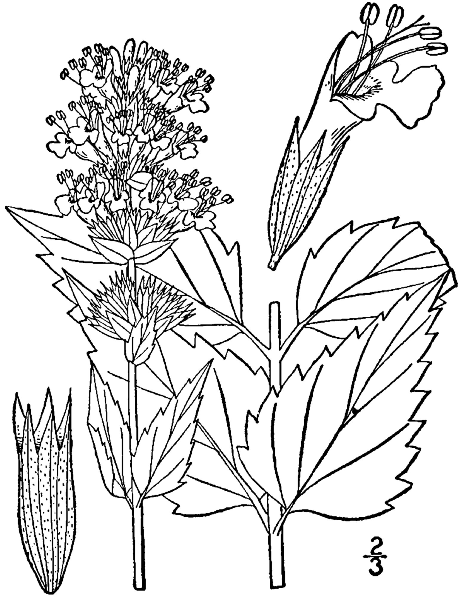 1482 original - Agastache foeniculum - Anise hyssop