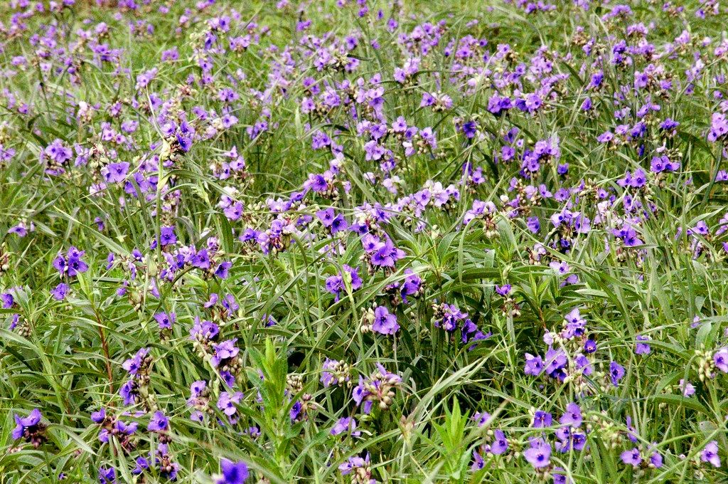 1502 original - Tradescantia ohiensis - Ohio Spiderwort