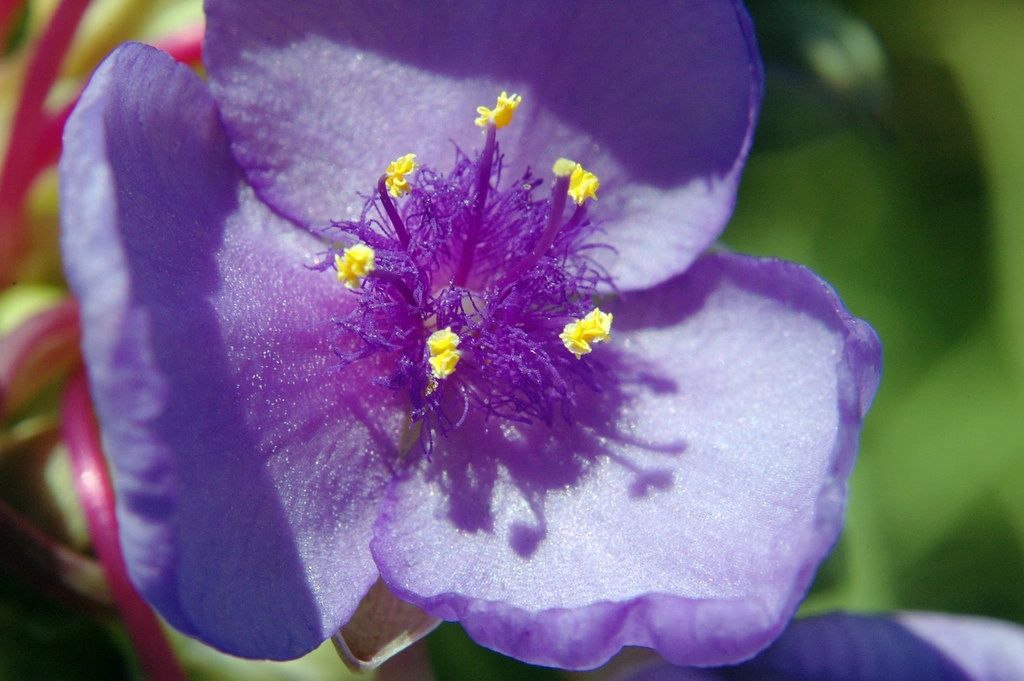 1503 original - Tradescantia ohiensis - Ohio Spiderwort