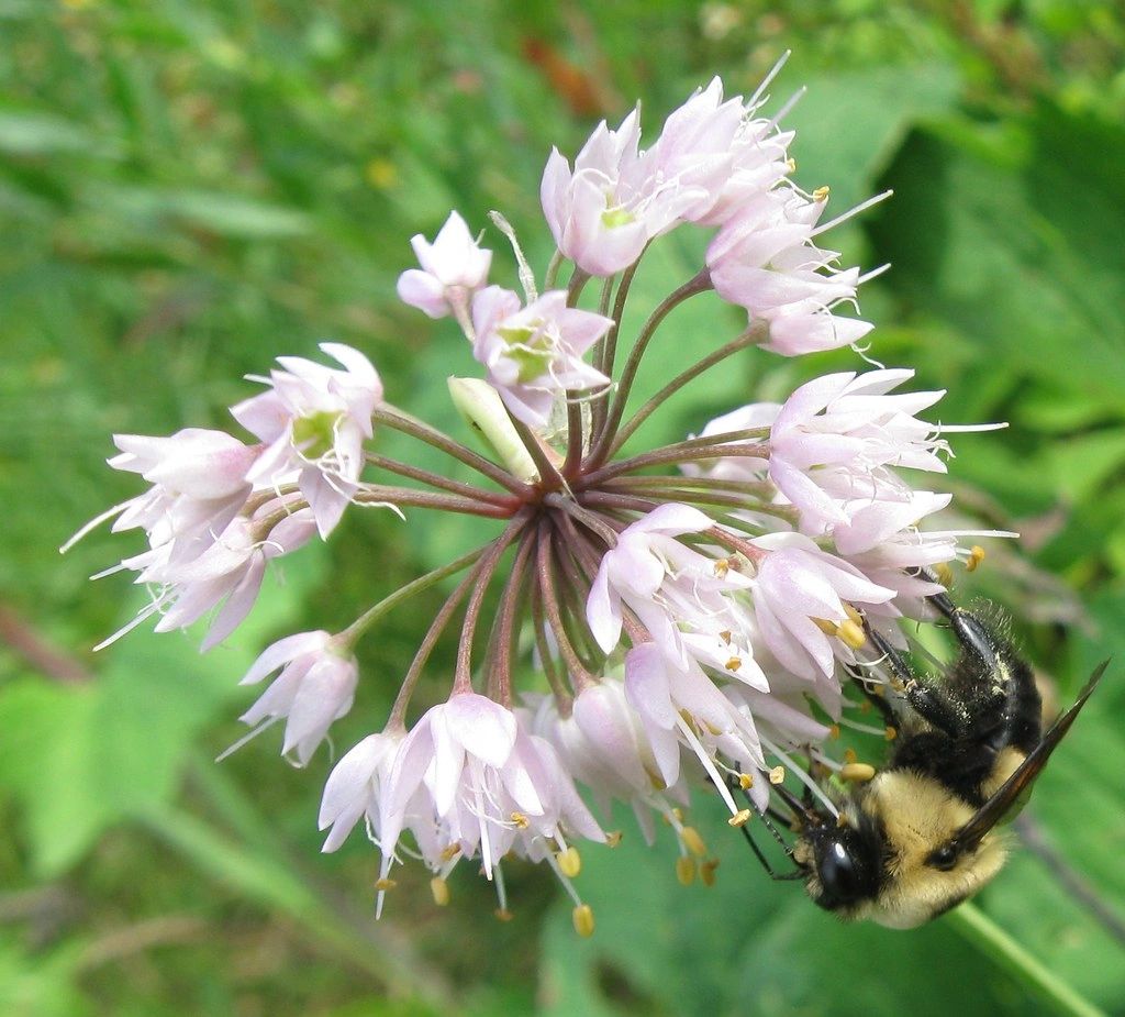 1580 original - Allium cernuun - Lady's Leek