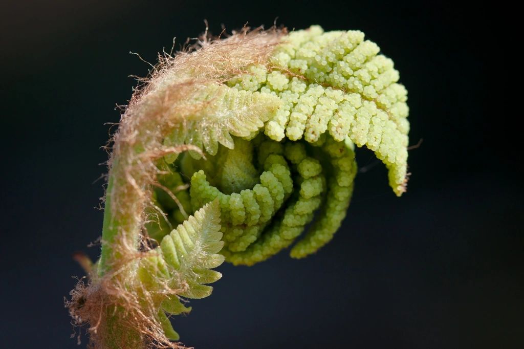 1589 original - Osmunda claytoniana - Interrupted Fern